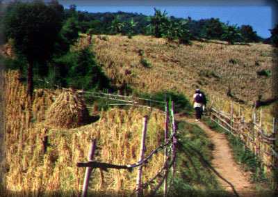 ntristig.jpg (60367 bytes)